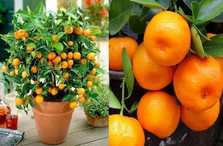 árboles frutales para jardines pequeños