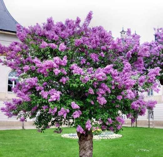 árboles para jardines pequeños