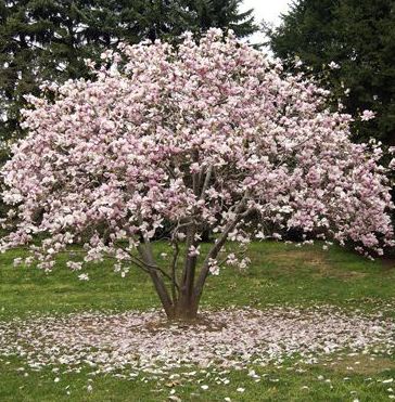 árboles para jardines pequeños