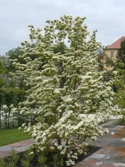 árboles para jardines pequeños