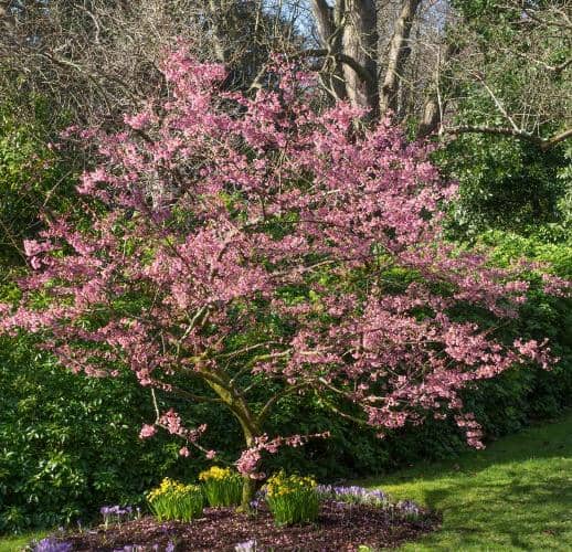 árboles para jardines pequeños