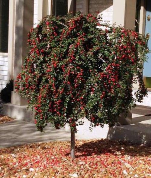 árboles para jardines pequeños