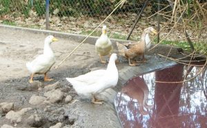 corral para patos