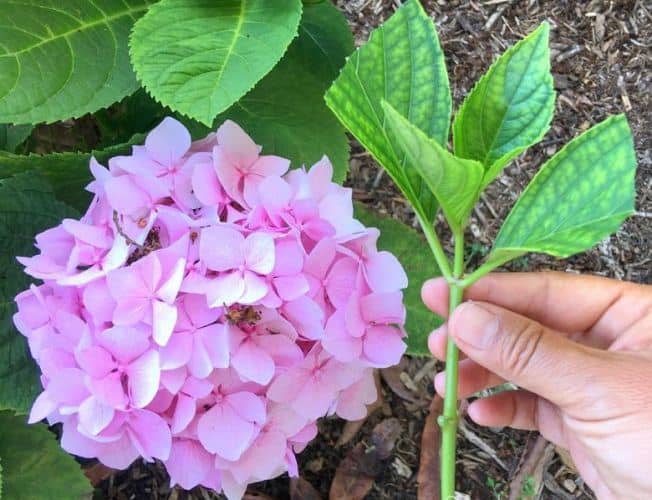 flores que puedes cultivar a partir de esquejes