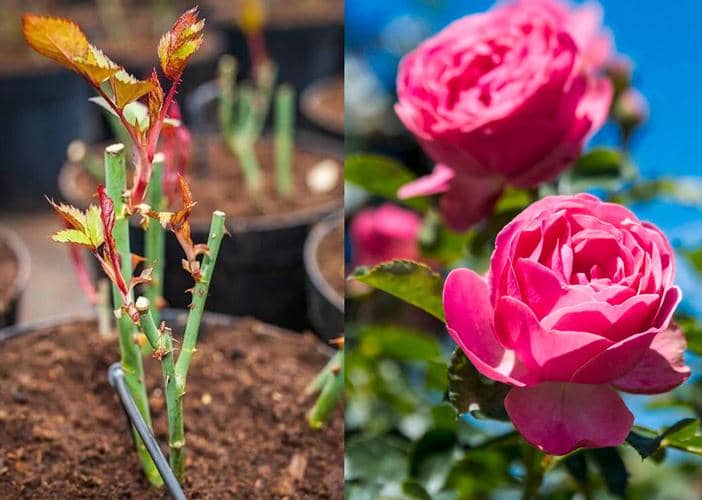 plantas de flores que se pueden cultivar a partir de esquejes 