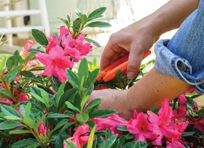 plantas de flores que se pueden cultivar a partir de esquejes 