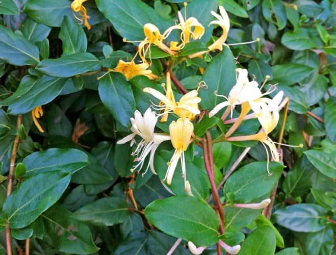 plantas de flores que se pueden cultivar a partir de esquejes 