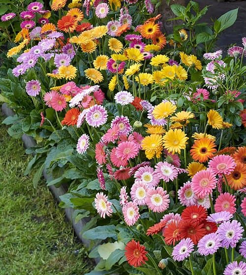 plantas de flores que se pueden cultivar a partir de esquejes 