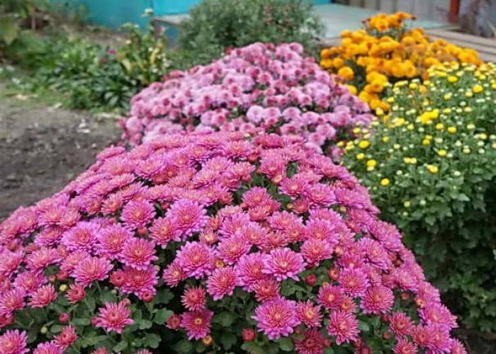 plantas de flores que se pueden cultivar a partir de esquejes 