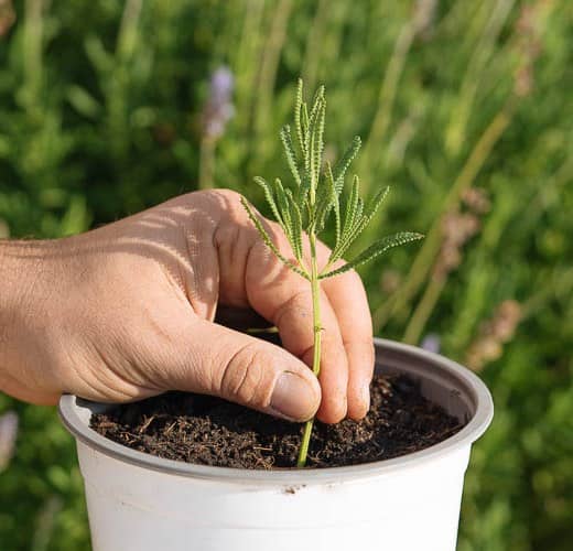 plantas de flores que se pueden cultivar a partir de esquejes 