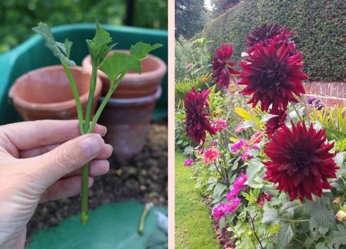 plantas de flores que se pueden cultivar a partir de esquejes 