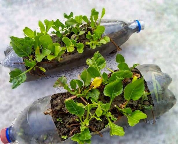 cultivar vegetales en botellas de plástico