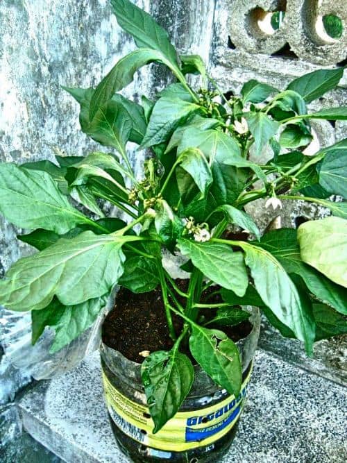 cultivar vegetales en botellas de plástico