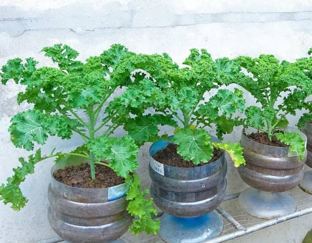 cultivar vegetales en botellas de plástico