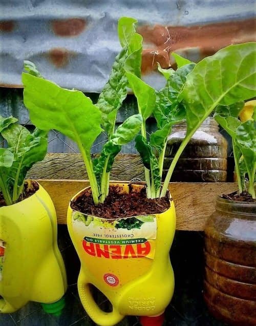 cultivar vegetales en botellas de plástico