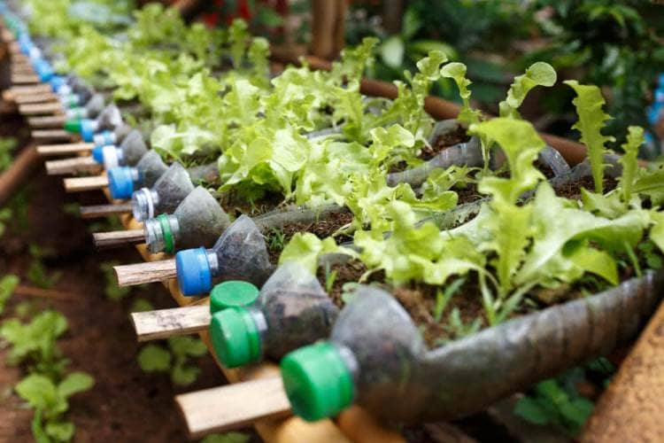 cultivar vegetales en botellas de plástico