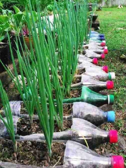 cultivar vegetales en botellas de plástico