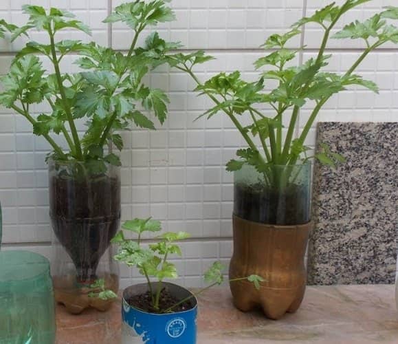 cultivar vegetales en botellas de plástico