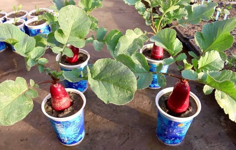 cultivar vegetales en botellas de plástico