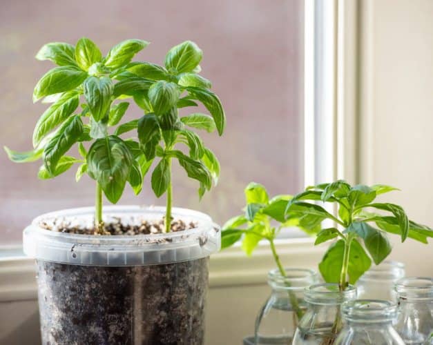 cultivar vegetales en botellas de plástico