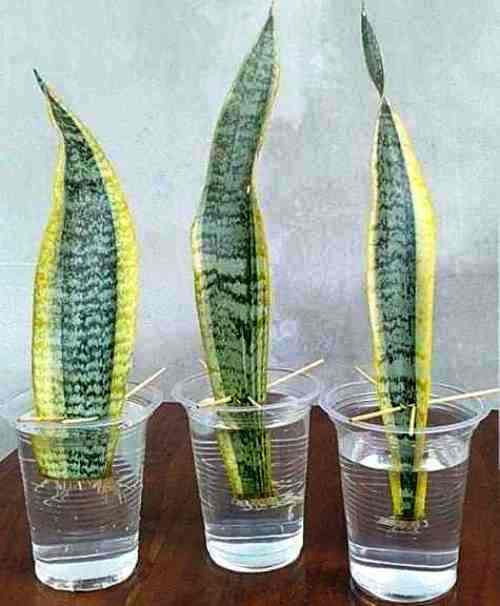 propagar Sansevieria en agua