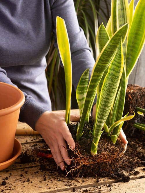 propagar Sansevieria