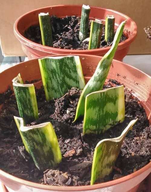 propagar Sansevieria en tierra