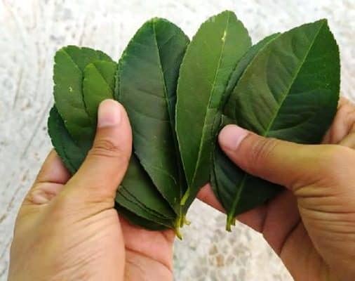 cultivar Limoneros y otros Cítricos a partir de hojas