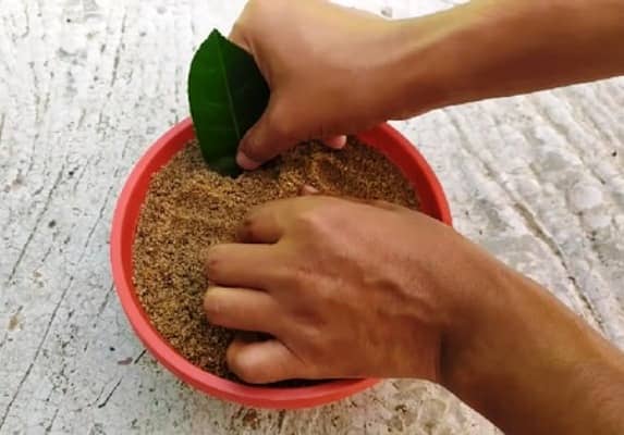 cultivar Limoneros y otros Cítricos a partir de hojas