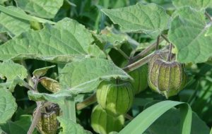 physalis