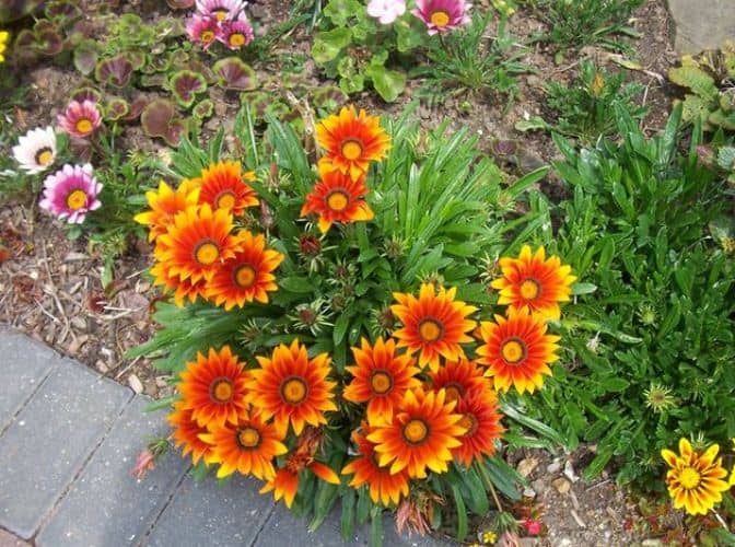 cultivar gazania