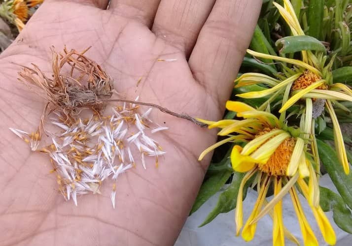 sembrar cultivar gazania