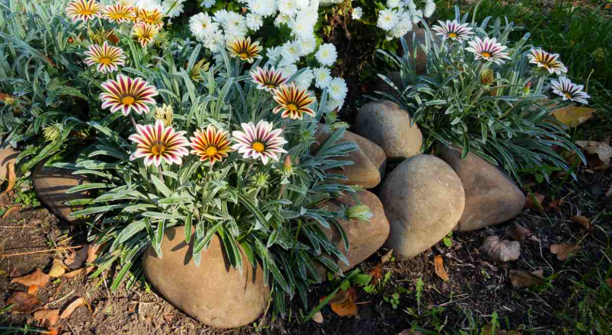 cultivar gazania cuidados