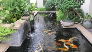 peces koi estanque