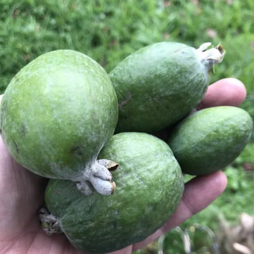 cultivar guayaba en maceta cuidados