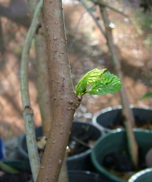 moras en maceta