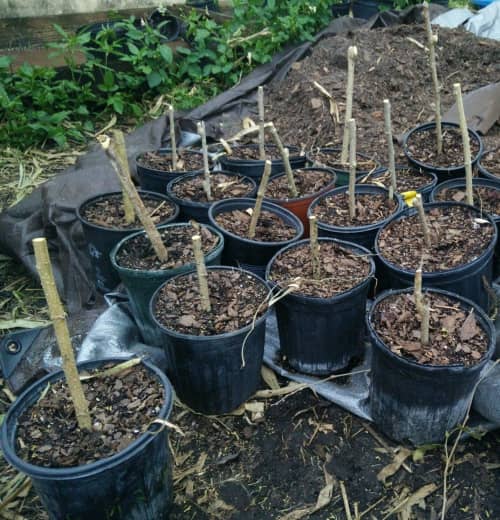 cultivar moras en maceta propagar