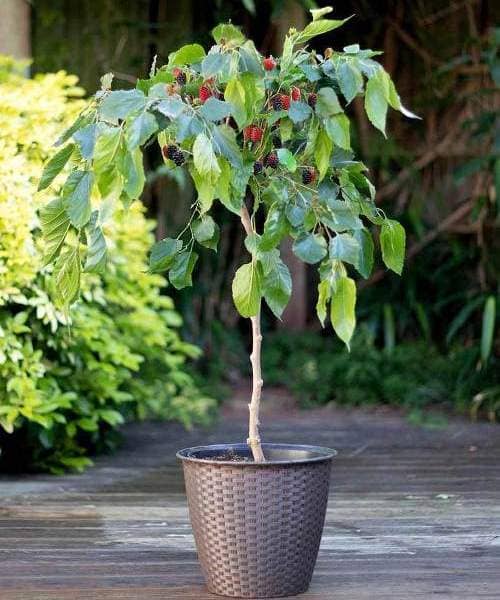 cultivar moras en maceta