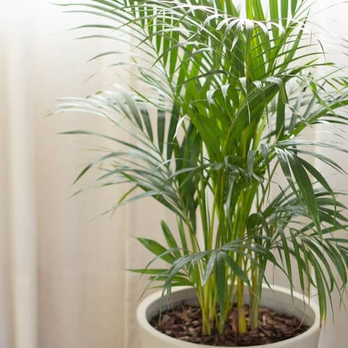 plantas que eliminan la humedad de la casa