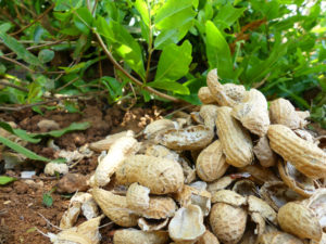 usos cascara cacahuete huerto o jardin