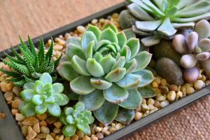 5 plantas de interior