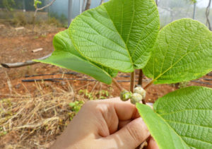 Como Plantar Kiwis En El Huerto O Jardín