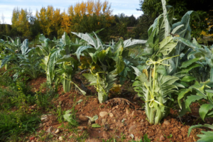 Cómo cultivar cardos en el huerto