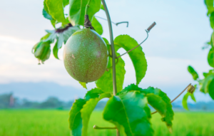 Cómo cultivar maracuyá