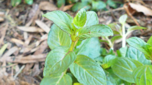 Cómo cultivar menta