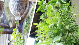 plantar tomates en botellas