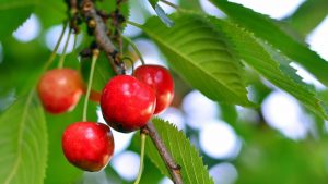 como plantar un cerezo