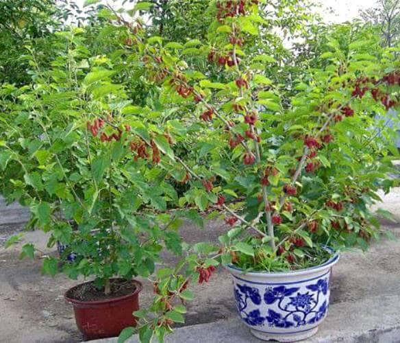 cultivar moras en maceta