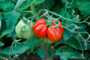 Tremendos Tomates