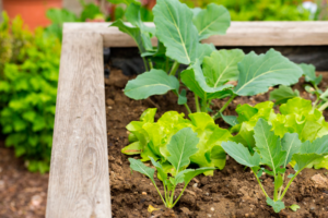 Diferencias entre Humus de Lombriz, Compost y Estiércol